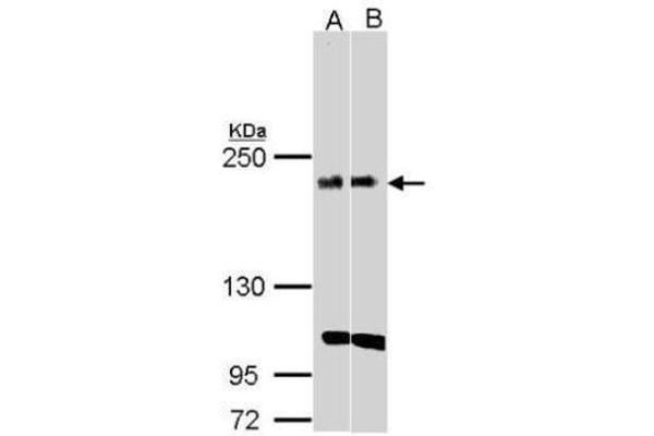 KIDINS220 Antikörper  (C-Term)