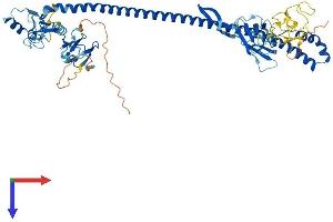 TRIM45 Protein (AA 1-580) (His tag)