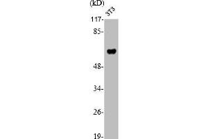 Western Blot analysis of NIH-3T3 cells using RUNX2 Polyclonal Antibody (RUNX2 Antikörper  (Internal Region))