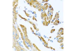 Immunohistochemistry of paraffin-embedded mouse heart using COL9A3 antibody at dilution of 1:100 (40x lens). (COL9A3 Antikörper)