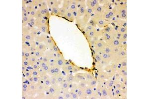 Anti-VWF Picoband antibody, (ABIN3042349), IHC(P)IHC(P): Mouse Liver Tissue