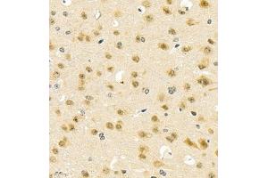 Immunohistochemistry of paraffin embedded mouse brain using PGBD5 (ABIN7075082) at dilution of 1:2000 (400x lens) (PGBD5 Antikörper)