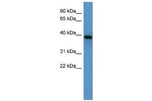WB Suggested Anti-Ambp Antibody Titration:  0. (AMBP Antikörper  (N-Term))
