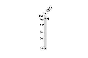 Western blot analysis of lysate from mouse NIH/3T3 cell line, using Mouse Pak3 Antibody (N-term) (ABIN657852 and ABIN2846813). (PAK3 Antikörper  (N-Term))