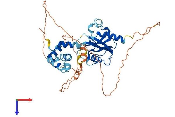 DCP2 Protein (AA 1-420) (His tag)