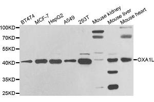 Western blot analysis of extracts of various cell lines, using OXA1L antibody (ABIN5973722) at 1/1000 dilution. (OXA1L Antikörper)