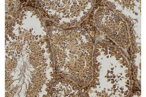ABIN6276853 at 1/100 staining Mouse testis tissue by IHC-P. (Frataxin Antikörper  (Internal Region))