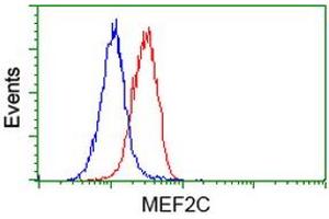 Flow Cytometry (FACS) image for anti-Myocyte Enhancer Factor 2C (MEF2C) antibody (ABIN1499364) (MEF2C Antikörper)