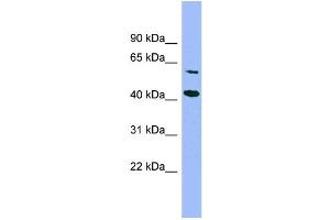 WB Suggested Anti-GFOD1  Antibody Titration: 0. (GFOD1 Antikörper  (Middle Region))