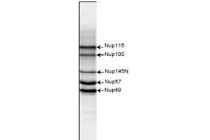Western Blotting (WB) image for anti-Nucleoporin 98kDa (NUP98) (AA 1-466) antibody (ABIN2452066)