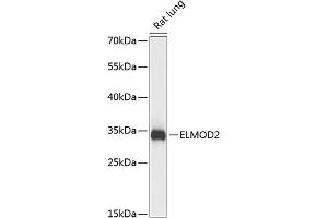 Western blot analysis of extracts of rat lung, using ELMOD2 antibody  at 1:3000 dilution. (ELMOD2 Antikörper  (AA 5-95))