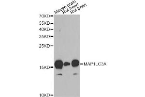 Western blot analysis of extracts of various cell lines, using MAP1LC3A antibody. (MAP1LC3A Antikörper)