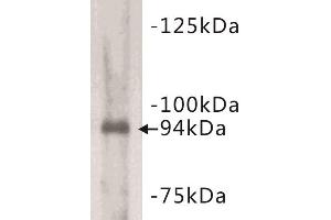 Western Blotting (WB) image for anti-Junctophilin 2 (JPH2) antibody (ABIN1854928) (Junctophilin 2 Antikörper)