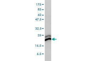 CBX3 monoclonal antibody (M01), clone 1G12-1D9 Western Blot analysis of CBX3 expression in HeLa . (CBX3 Antikörper  (AA 1-183))