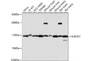 Western blot analysis of extracts of various cell lines using SUMO1 Polyclonal Antibody at dilution of 1:1000. (SUMO1 Antikörper)