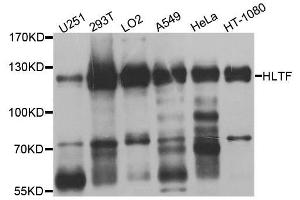 Western blot analysis of extracts of various cell lines, using HLTF antibody. (HLTF Antikörper  (AA 726-1009))