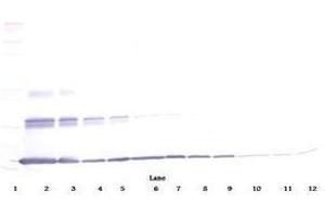 Image no. 2 for anti-Interleukin 20 (IL20) antibody (ABIN465437) (IL-20 Antikörper)