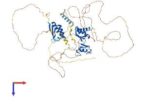 MEX3D Protein (AA 1-643) (His tag)