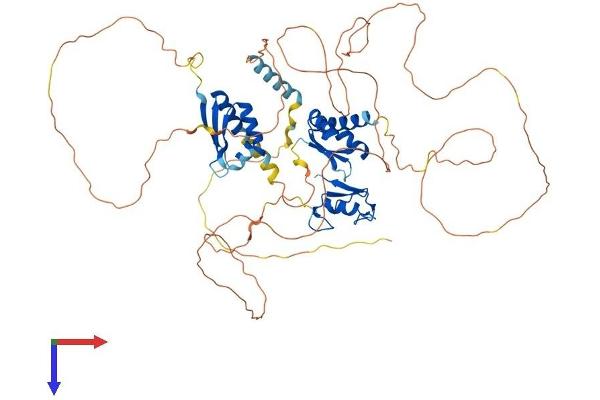 MEX3D Protein (AA 1-643) (His tag)