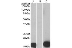 HEK293 lysate (10ug protein in RIPA buffer) overexpressing Human S100A7 with C-terminal MYC tag probed with ABIN185647 (0.