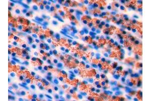 Immunohistochemistry (IHC) image for anti-Inhibin, beta A (INHBA) (AA 314-424) antibody (ABIN1078188)