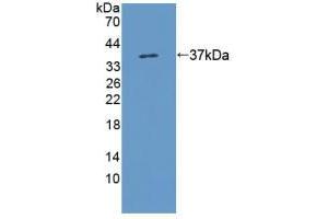 Western blot analysis of recombinant Rat KMO.