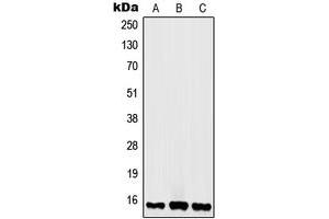 Western blot analysis of Histone H2A. (H2AFX Antikörper  (C-Term))
