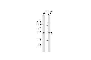 All lanes : Anti-Sumo-site Antibody (p53) at 1:2000 dilution Lane 1: A431 whole cell lysate Lane 2: HT-29 whole cell lysate Lysates/proteins at 20 μg per lane. (p53 Antikörper  (AA 364-393))