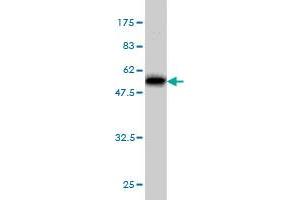 Western Blotting (WB) image for anti-Major Histocompatibility Complex, Class II, DR beta 4 (HLA-DRB4) (AA 30-266) antibody (ABIN561273)