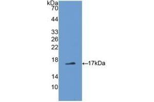 Detection of Recombinant ADP, Rat using Polyclonal Antibody to Adiponectin (ADPN) (ADIPOQ Antikörper  (AA 111-244))