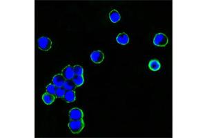 Confocal immunofluorescence analysis of HEK293 cells transfected with recombinant plasmid with human IgG Fc tag using human IgGFc antibody (green).