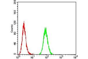 Flow cytometric analysis of Hela cells using ATPIF1 mouse mAb (green) and negative control (red). (ATPase Inhibitory Factor 1 Antikörper  (AA 1-106))