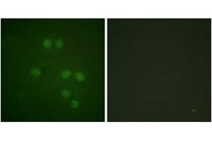 Immunofluorescence (IF) image for anti-High Mobility Group Nucleosome Binding Domain 1 (HMGN1) (AA 10-59) antibody (ABIN2888877) (HMGN1 Antikörper  (AA 10-59))