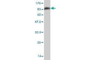 Western Blot detection against Immunogen (83. (OXSR1 Antikörper  (AA 1-527))