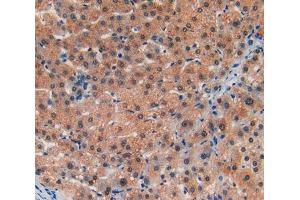 IHC-P analysis of liver tissue, with DAB staining. (LIFR Antikörper  (AA 45-184))
