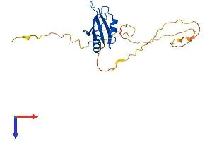 RBPMS Protein (AA 1-197) (His tag)