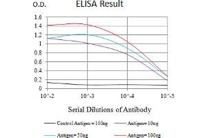 Black line: Control Antigen (100 ng),Purple line: Antigen (10 ng), Blue line: Antigen (50 ng), Red line:Antigen (100 ng) (VISTA Antikörper  (AA 33-194))