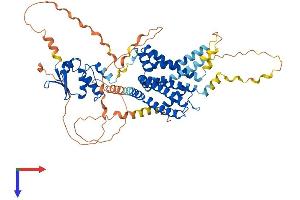 KCNA5 Protein (AA 1-613) (His tag)
