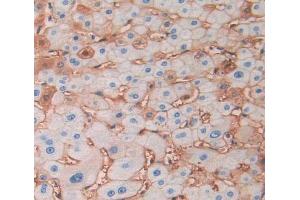 IHC-P analysis of liver tissue, with DAB staining. (PON2 Antikörper  (AA 1-354))