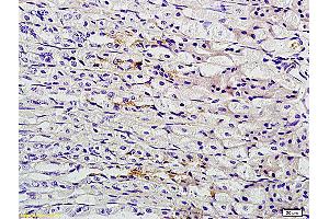 Formalin-fixed and paraffin embedded mouse stomach labeled with Anti-TFF2 Polyclonal Antibody, Unconjugated (ABIN736403) followed by conjugation to the secondary antibody and DAB staining (Trefoil Factor 2 Antikörper  (AA 51-129))
