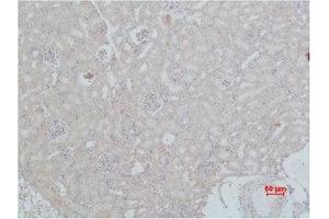 Immunohistochemistry (IHC) analysis of paraffin-embedded Mouse Kidney Tissue using HSC 70 Polyclonal Antibody. (Hsc70 Antikörper)