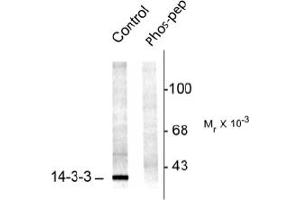 Image no. 1 for anti-14-3-3 alpha + beta (YWHAB) (pSer58) antibody (ABIN372585) (YWHAB Antikörper  (pSer58))