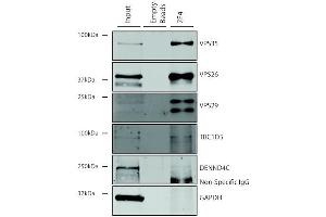 Immunoprecipitation analysis using Mouse Anti-VPS35 Monoclonal Antibody, Clone 7E4 (ABIN6932926). (VPS35 Antikörper  (FITC))