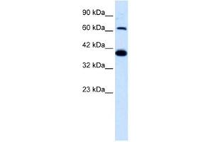 GRIK2 antibody used at 1. (GRIK2 Antikörper  (N-Term))