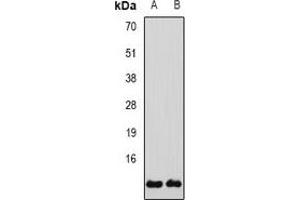 Western blot analysis of Glutaredoxin expression in SW480 (A), H460 (B) whole cell lysates.