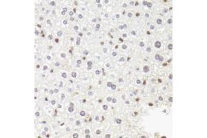 Immunohistochemistry of paraffin-embedded mouse liver using POLR2B antibody (ABIN5973522) at dilution of 1/100 (40x lens). (POLR2B Antikörper)