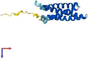 Mal, T-Cell Differentiation Protein-Like (Mall) (AA 1-154) protein (His tag)