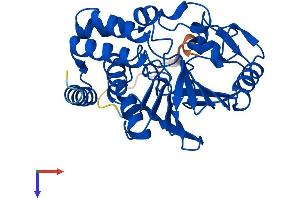 PPP2CB Protein (AA 1-309) (His tag)