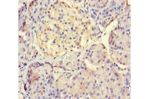 Immunohistochemistry of paraffin-embedded human pancreatic tissue using ABIN7158316 at dilution of 1:100 (LHFPL1 Antikörper  (AA 21-85))