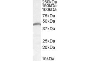 Image no. 1 for anti-Patatin-Like phospholipase Domain Containing 3 (PNPLA3) (Internal Region) antibody (ABIN375148) (PNPLA3 Antikörper  (Internal Region))